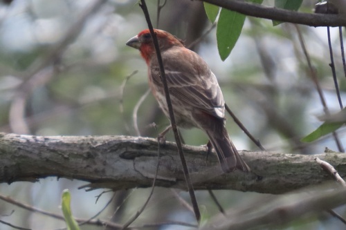 iNaturalist observation photo of House Finch