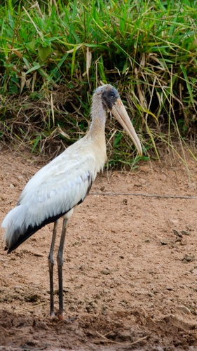 Wood Stork