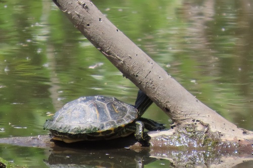 iNaturalist observation photo of Red-eared Slider