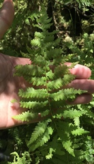 Coryphopteris simulata