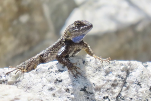 iNaturalist observation photo of Western Fence Lizard