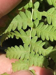 Coryphopteris simulata