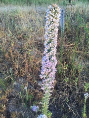 Liatris carrizana