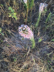 Liatris carrizana