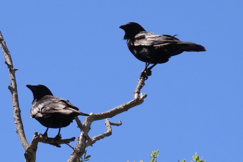 iNaturalist observation photo of American Crow