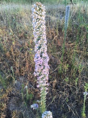 Liatris carrizana
