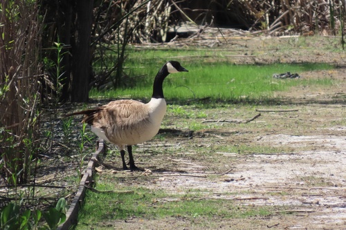 iNaturalist observation photo of Canada Goose