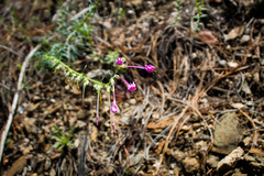 Ipomopsis macrosiphon