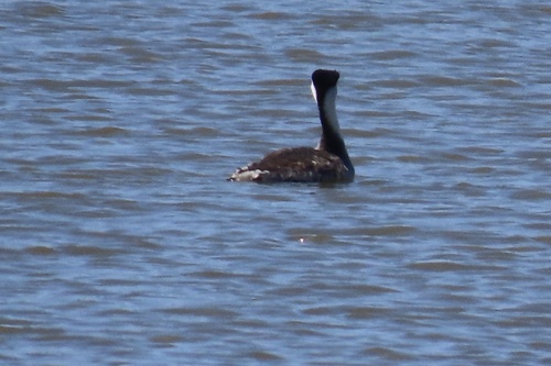 iNaturalist observation photo of Clark's Grebe