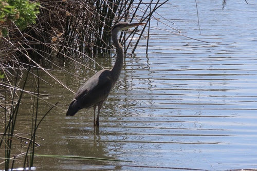iNaturalist observation photo of Great Blue Heron