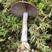 Cortinarius sphagnophilus - Photo (c) Alfredo Justo, some rights reserved (CC BY-NC), uploaded by Alfredo Justo