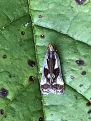Dichomeris ochripalpella