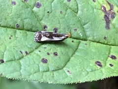 Dichomeris ochripalpella