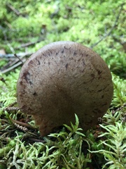 Cortinarius sphagnophilus
