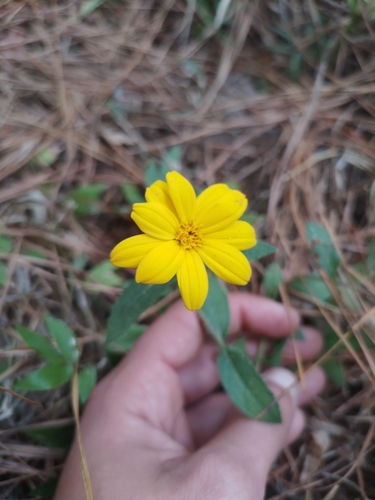 Wedelia montevidensis, photograph 2