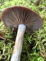 Cortinarius sphagnophilus
