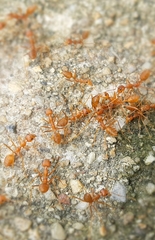 Oecophylla smaragdina