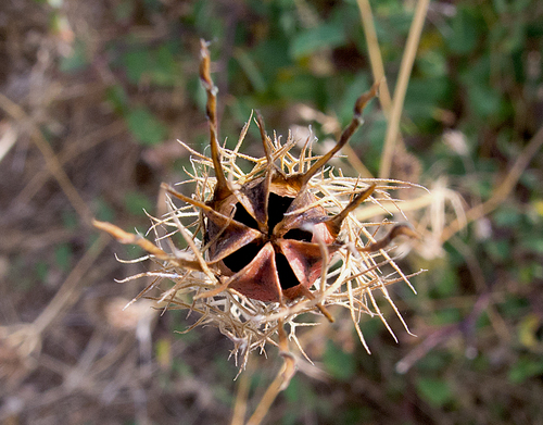 Nigella damascena