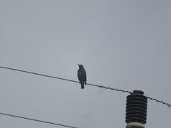 Sturnus vulgaris