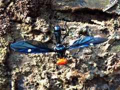 Clitodoca fenestralis