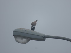 Streptopelia decaocto