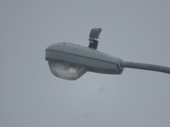 Streptopelia decaocto