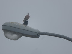 Streptopelia decaocto