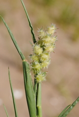 Cenchrus tribuloides