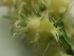 Cenchrus tribuloides