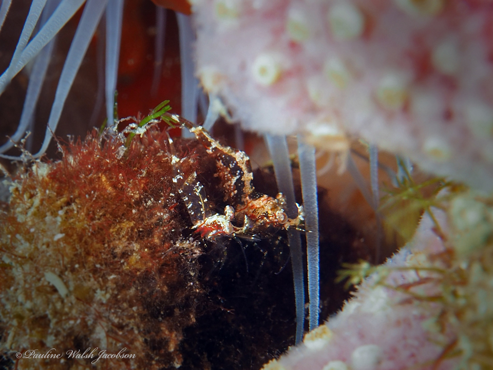 Manning grass shrimp