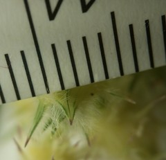 Cenchrus tribuloides