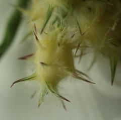 Cenchrus tribuloides