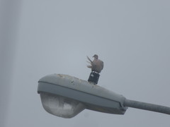 Streptopelia decaocto