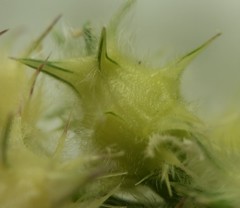 Cenchrus tribuloides