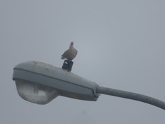 Streptopelia decaocto