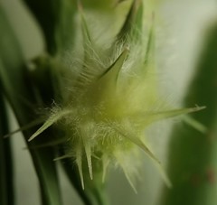 Cenchrus tribuloides