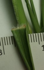 Cenchrus tribuloides