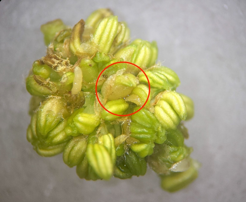 Callirhytis floripara