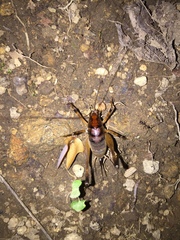 Diestrammena elegantissima