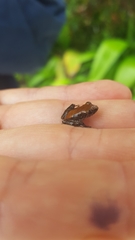 Pristimantis cruentus