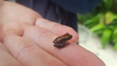 Pristimantis cruentus