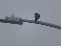 Columba livia domestica