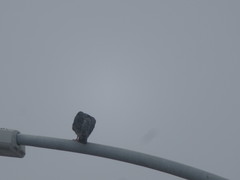 Columba livia domestica