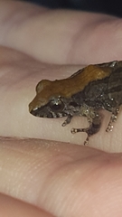 Pristimantis cruentus
