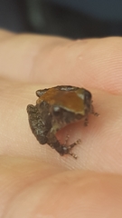 Pristimantis cruentus