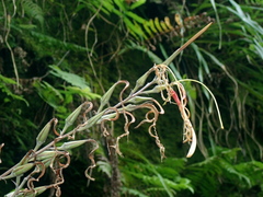 Parlor palm (Hepetis)