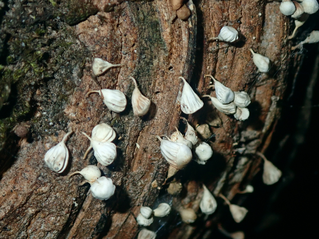 Gymnopus montagnei · September 2023 · photo: © tsssss (iNaturalist, cc0)