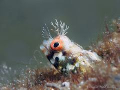 Roughhead Blenny photo 1