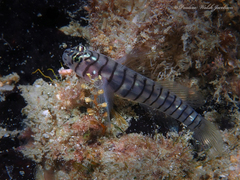 Tiger Goby photo 2