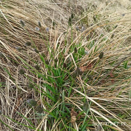 Sesleria heufleriana, photograph 6